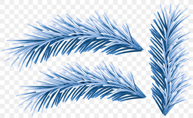 Feather, PNG, 3000x1832px, Colorado Spruce, Conifer, Feather, Leaf, Line Download Free