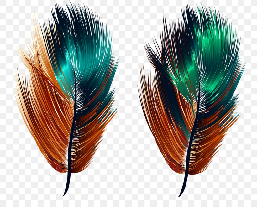 Feather Illustration, PNG, 800x661px, Feather, Blue, Cartoon, Centimeter, Google Images Download Free
