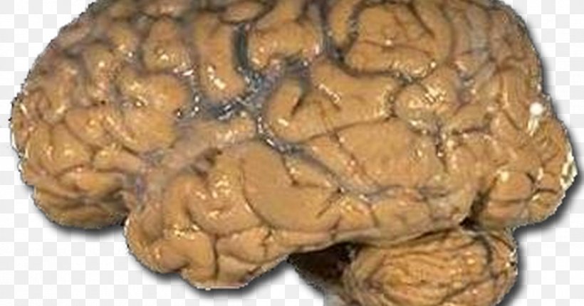 Human Brain Neuron Descartes' Error Cerebellum, PNG, 1200x630px, Watercolor, Cartoon, Flower, Frame, Heart Download Free