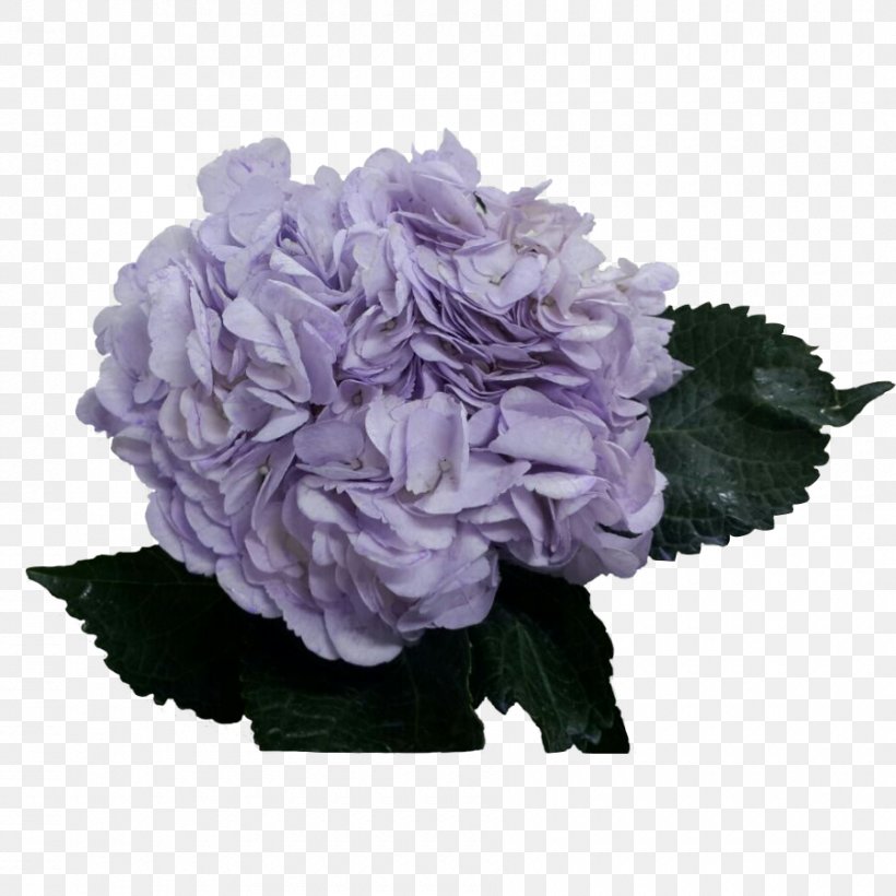 Hydrangea Lavender Violet Lilac Purple, PNG, 900x900px, Hydrangea, Color, Cornales, Cut Flowers, Flower Download Free