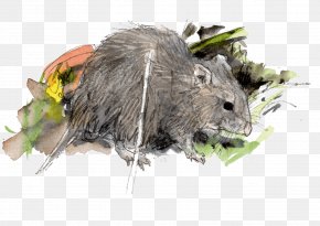 Mouse - Mouse Brown Rat Krysa Drawing Black Rat PNG