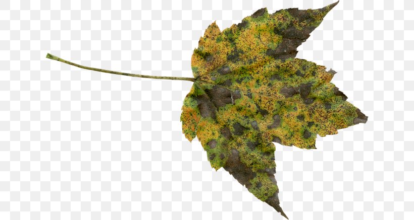 Autumn Leaf Color Autumn Leaf Color Clip Art, PNG, 640x437px, Leaf, Autumn, Autumn Leaf Color, Image Resolution, Landscape Download Free