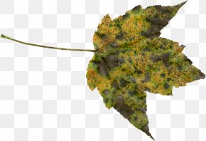 Autumn Tide Ride - Autumn Leaf Color Autumn Leaf Color Clip Art PNG