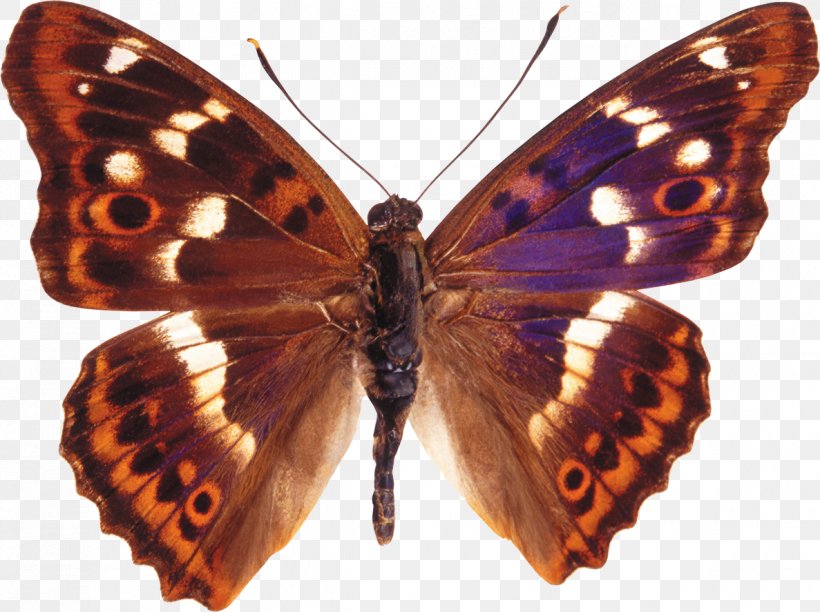 Butterfly Apatura Ilia Insect Apollo Scarce Swallowtail, PNG, 1187x887px, Butterfly, Apatura, Apatura Ilia, Apatura Iris, Apollo Download Free