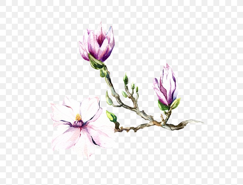 Magnolia Watercolor Painting Art, PNG, 600x623px, Magnolia, Art, Blossom, Branch, Bud Download Free