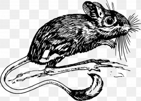 Rat - Vertebrate Jerboa Gerbil Mammal Clip Art PNG