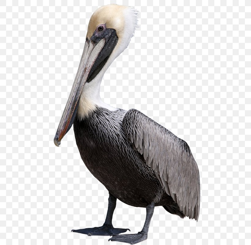 Bird Pelican Duck Clip Art, PNG, 511x800px, Bird, Beak, Blog, Fauna, Feather Download Free