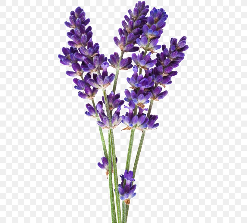 English Lavender Flower Hyssop Stock Photography Lavender Oil, PNG, 441x740px, English Lavender, Common Sage, Essential Oil, Flower, Flower Bouquet Download Free