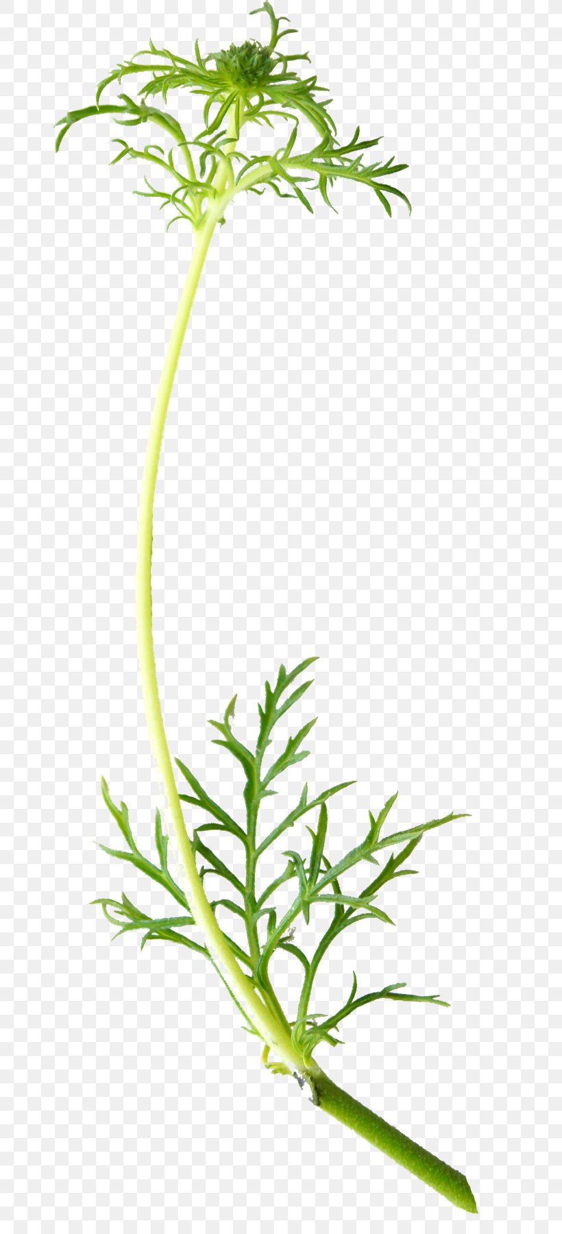 Flower Plant Stem Blomsterbutikk Leaf Vegetable, PNG, 668x1800px, Flower, Blomsterbutikk, Branch, Digital Cameras, Display Resolution Download Free