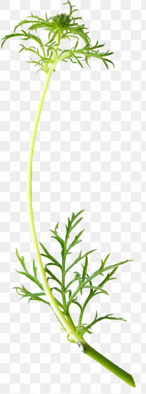 Flower - Flower Plant Stem Blomsterbutikk Leaf Vegetable PNG