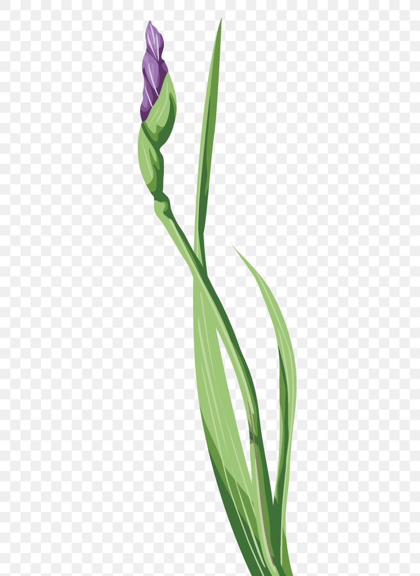 Irises Wall Iris Tulip Flower, PNG, 408x1125px, Irises, Flora, Flower, Flowering Plant, Grass Download Free