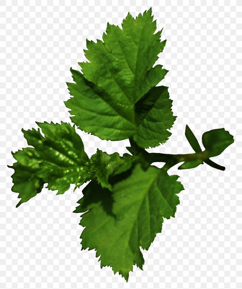 Leaf Tree Varenye Branch, PNG, 1149x1377px, Leaf, Adrenal Gland, Branch, Currant, Grape Leaves Download Free
