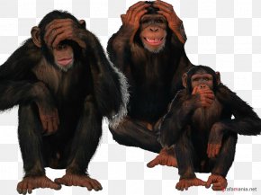 Old World Monkey Common Chimpanzee - Monkey Cartoon PNG