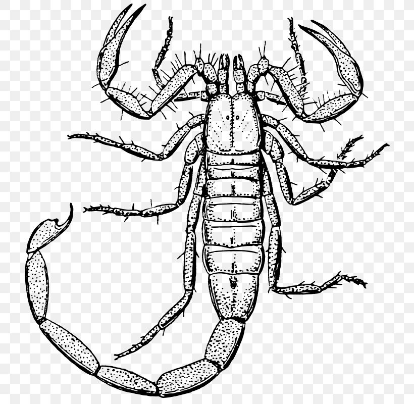 Scorpion Drawing Clip Art, PNG, 756x800px, Scorpion, Arthropod, Artwork, Black And White, Coloring Book Download Free