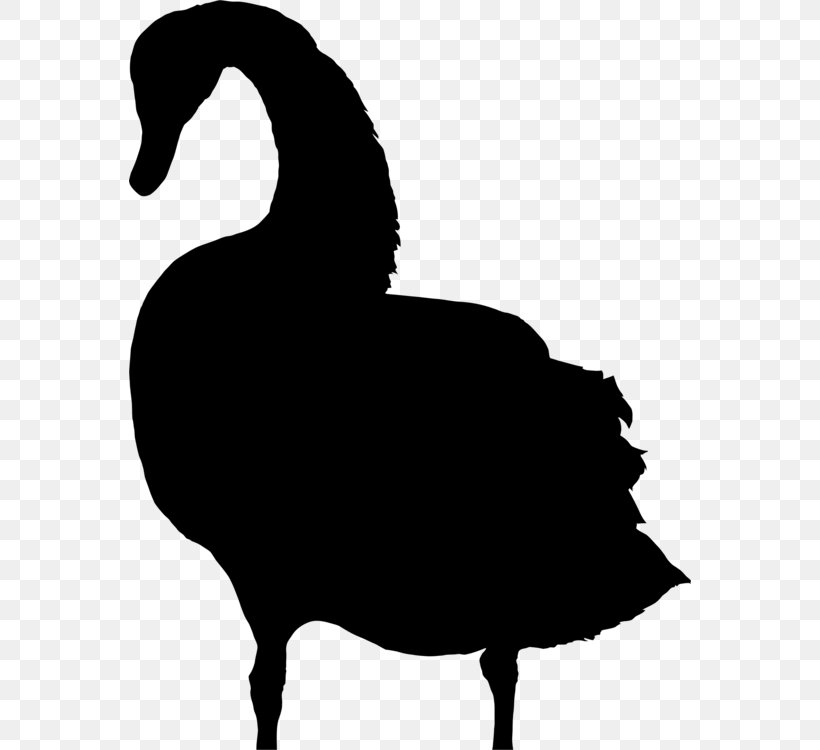 Bird Silhouette, PNG, 562x750px, Silhouette, Beak, Bird, Black Swan, Blackandwhite Download Free