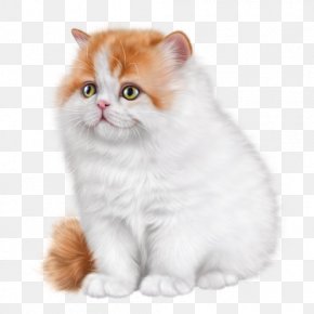 Kitten - British Semi-longhair Ragamuffin Cat Asian Semi-longhair Persian Cat Kitten PNG