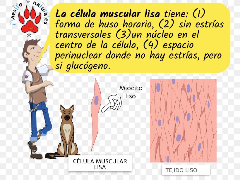 CmapTools Myocyte Cell Striated Muscle Tissue, PNG, 754x617px, Cmaptools, Animal, Area, Carnivoran, Cartoon Download Free