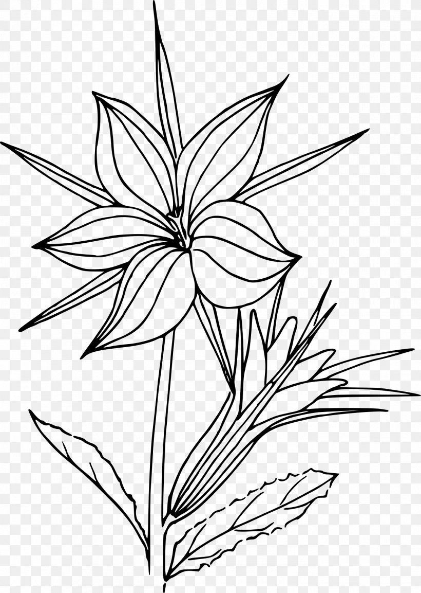 Coloring Book Desert Plant Drawing, PNG, 1365x1920px, Coloring Book, Artwork, Black And White, Botanical Illustration, Branch Download Free