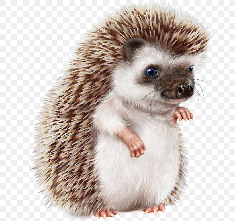 Domesticated Hedgehog Erinaceidae, PNG, 680x772px, Domesticated Hedgehog, Animal, Borders And Frames, Drawing, Echidna Download Free