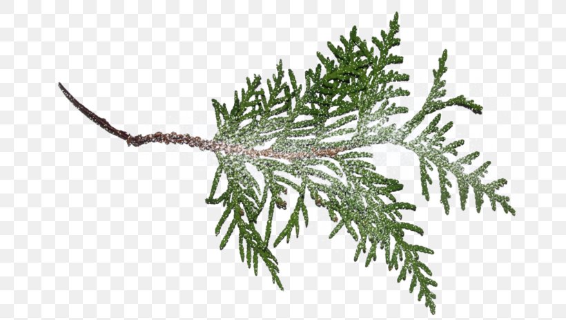 Fir Pine Branch Norway Spruce, PNG, 699x463px, Fir, Branch, Christmas Ornament, Conifer, Conifers Download Free