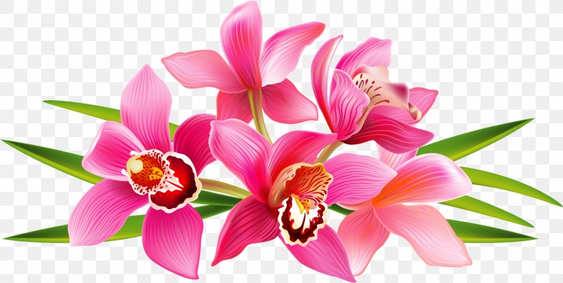 Moth Orchids Clip Art, PNG, 1546x780px, Orchids, Cattleya, Cdr, Cut Flowers, Floristry Download Free