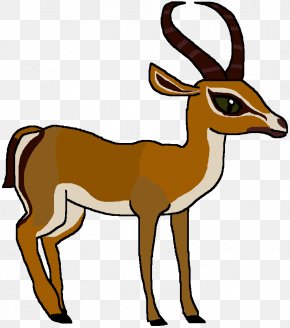Gazelle - Springbok Gazelle Antelope Impala Clip Art PNG