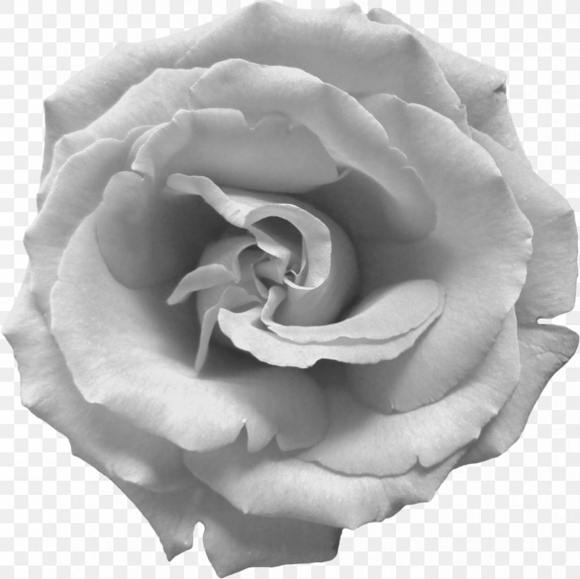 Garden Roses Cabbage Rose White Floribunda, PNG, 826x825px, Garden Roses, Black And White, Black Rose, Blue, Cabbage Rose Download Free