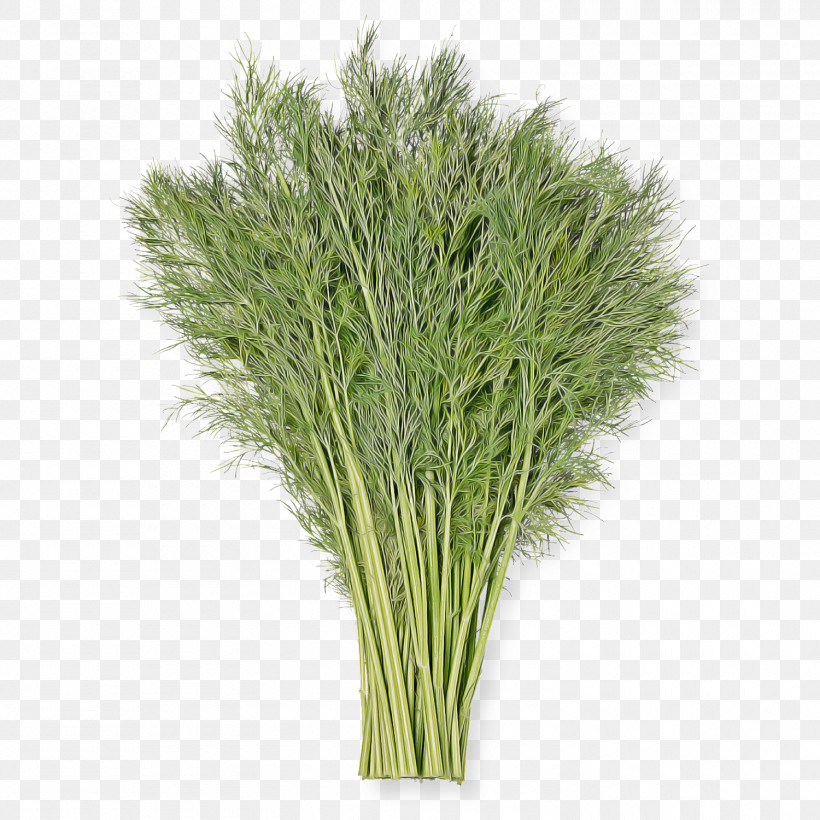 Grass Plant Grass Family Flower Herb, PNG, 1500x1500px, Grass, Flower, Grass Family, Herb, Plant Download Free