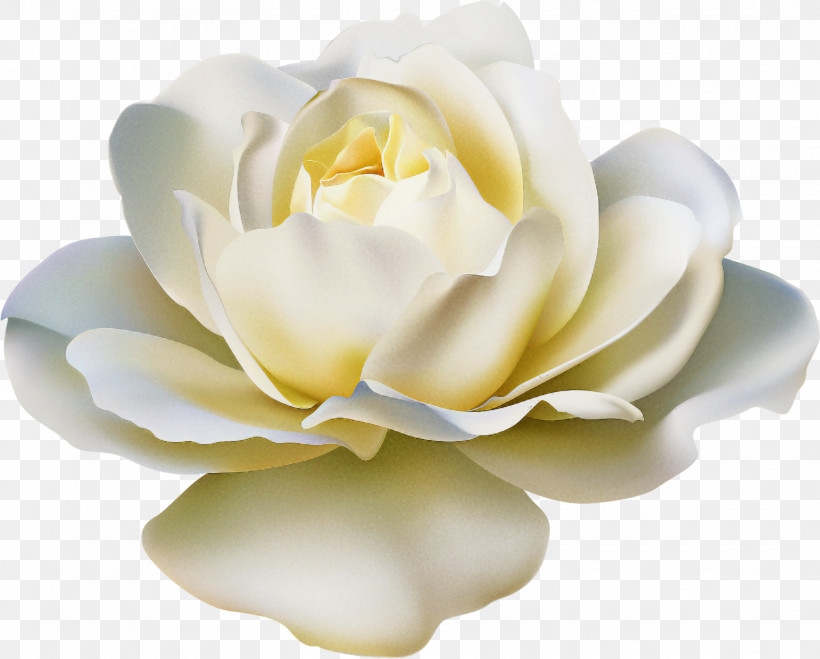 Artificial Flower, PNG, 1541x1240px, White, Artificial Flower, Cut Flowers, Flower, Gardenia Download Free