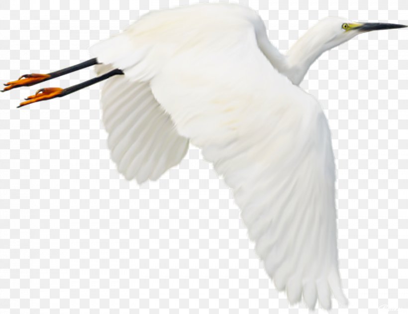 Bird Stork Clip Art, PNG, 1558x1200px, Bird, Beak, Bird Nest, Blog, Ducks Geese And Swans Download Free