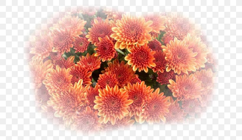 Cocktail Punch Cut Flowers Margarita Rum, PNG, 697x473px, Cocktail, Aster, Chili Pepper, Chrysanthemum, Chrysanths Download Free