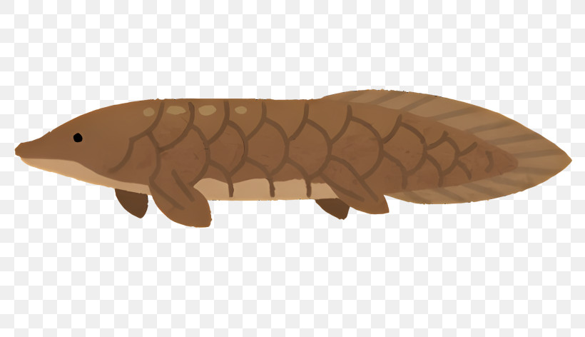 Fish - Brown Bichir Fish PNG