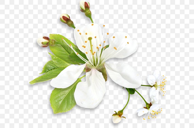Flower Desktop Wallpaper Clip Art, PNG, 600x540px, Flower, Blossom, Branch, Cherry Blossom, Color Download Free