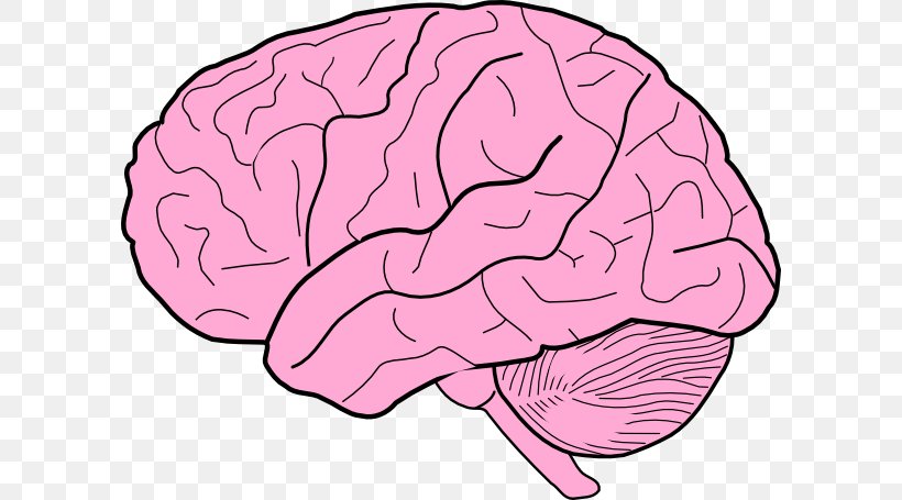 Human Brain Drawing Free Content Clip Art, PNG, 600x455px, Watercolor,  Cartoon, Flower, Frame, Heart Download Free