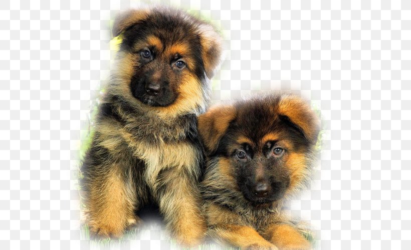 Old German Shepherd Dog Puppy Yorkshire Terrier Rottweiler, PNG, 667x500px, German Shepherd, Animal, Breed, Carnivoran, Companion Dog Download Free