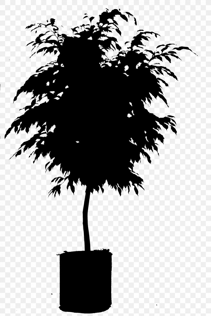 Palm Trees Plant Stem Leaf Flower Houseplant, PNG, 1824x2736px, Palm Trees, Arecales, Blackandwhite, Botany, Branching Download Free