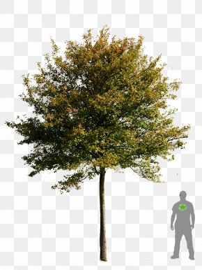 Bonsai - Tree Transparency And Translucency Clip Art PNG