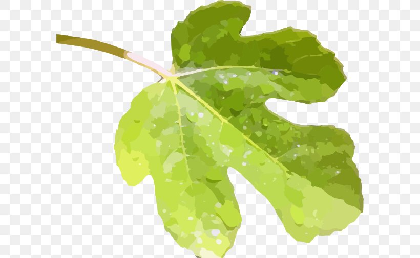 Fig Leaf Common Fig Clip Art, PNG, 600x505px, Fig Leaf, Common Fig, Drawing, Herb, Herbalism Download Free
