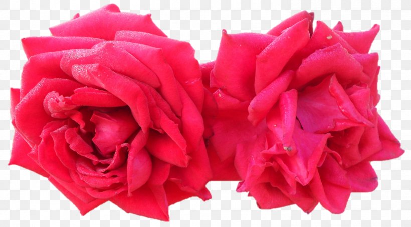Garden Roses Cabbage Rose Cut Flowers Petal, PNG, 1469x814px, Garden Roses, Cabbage Rose, Cut Flowers, Flower, Flowering Plant Download Free