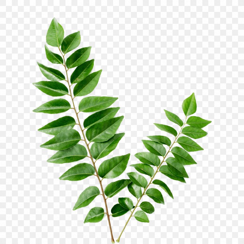 Indian Cuisine Curry Tree Flavor Leaf Vegetable Food, PNG, 1000x1000px, Indian Cuisine, Branch, Curry, Curry Tree, Dried Fruit Download Free