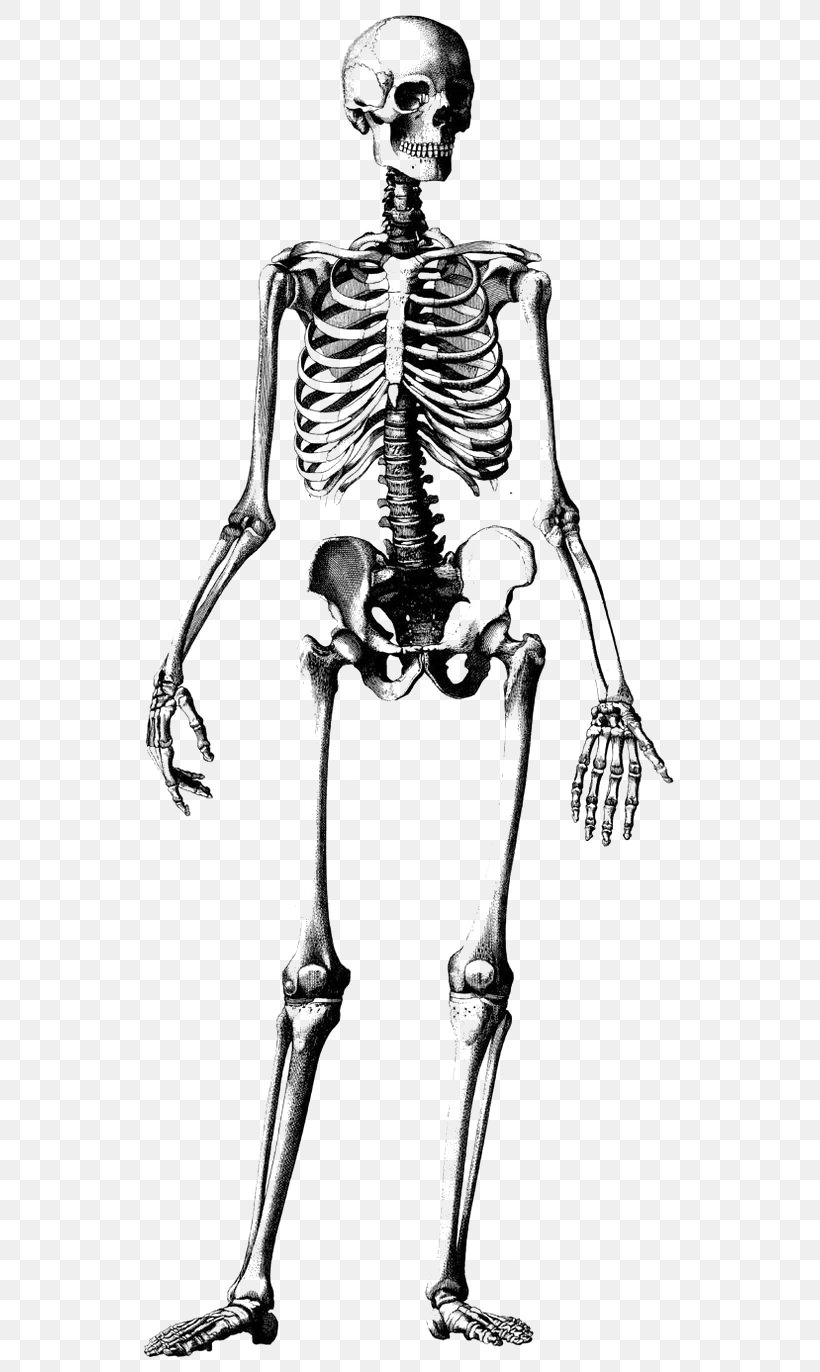 Human Skeleton Skull Drawing Anatomy Illustration, PNG, 564x1372px, Watercolor, Cartoon, Flower, Frame, Heart Download Free