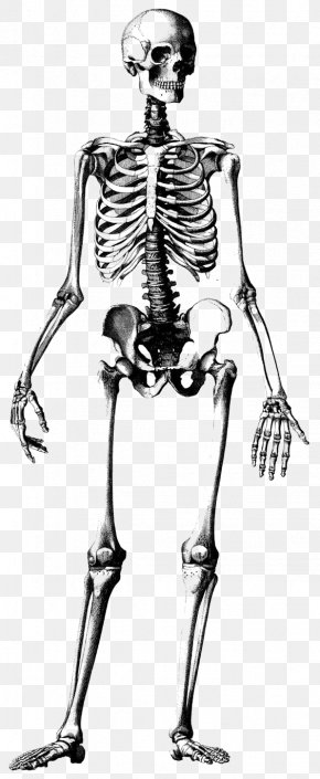 Skeleton Frame - Human Skeleton Skull Drawing Anatomy Illustration PNG
