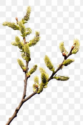 Internet Willow Palm Sunday Clip Art PNG
