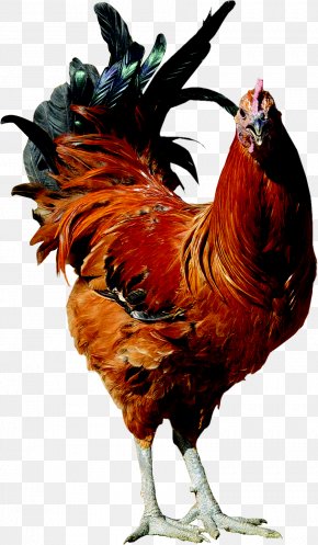 Rooster - Old English Pheasant Fowl Rooster Poultry Farming Hen PNG