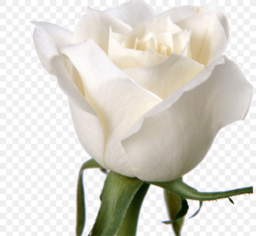 Rose Flower White Wallpaper, PNG, 800x754px, Rose, Arum, Blue Rose, Calas, Color Download Free