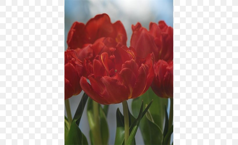 Tulip Plant Stem Bulb Petal Double Early, PNG, 500x500px, Tulip, Abba, Bulb, Flower, Flowering Plant Download Free