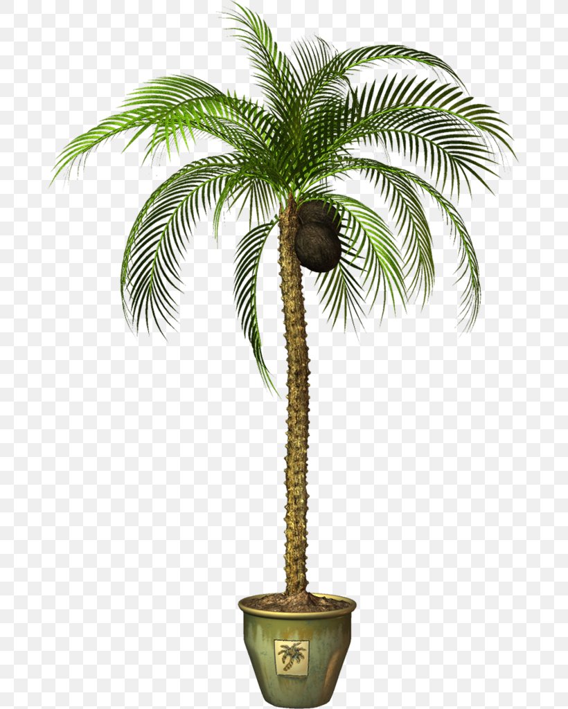 Asian Palmyra Palm Flowerpot Clip Art Image, PNG, 681x1024px, Asian Palmyra Palm, Arecales, Attalea Speciosa, Borassus Flabellifer, Ceramic Flower Pots Download Free