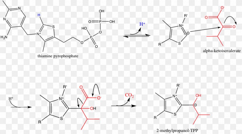 Branched-chain Alpha-keto Acid Dehydrogenase Complex Branched-chain Amino Acid Pyruvate Dehydrogenase Complex, PNG, 942x522px, Keto Acid, Area, Branchedchain Amino Acid, Diagram, Parallel Download Free