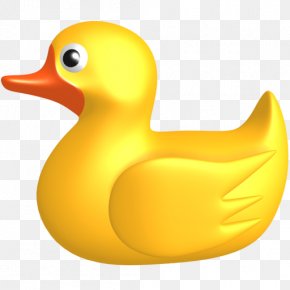 Ducky Pictures - Duck Clip Art PNG