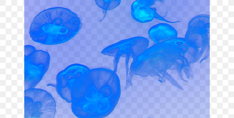 Jellyfish Turquoise Marine Biology Circle Wallpaper, PNG, 650x413px, Jellyfish, Aqua, Azure, Biology, Blue Download Free